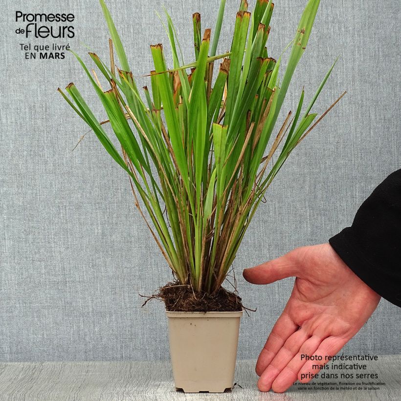 Phaenosperma globosa Maceta de 8/9 cm Ejemplar entregado en invierno