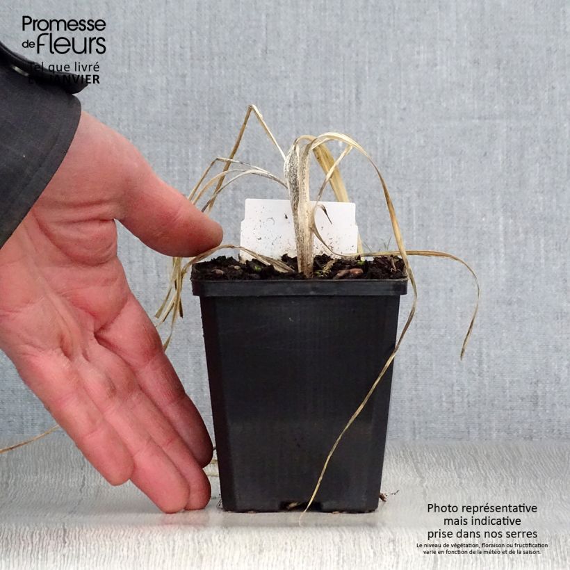 Anthericum liliago - Hierba de la araña Maceta de 8/9 cm Ejemplar entregado en invierno