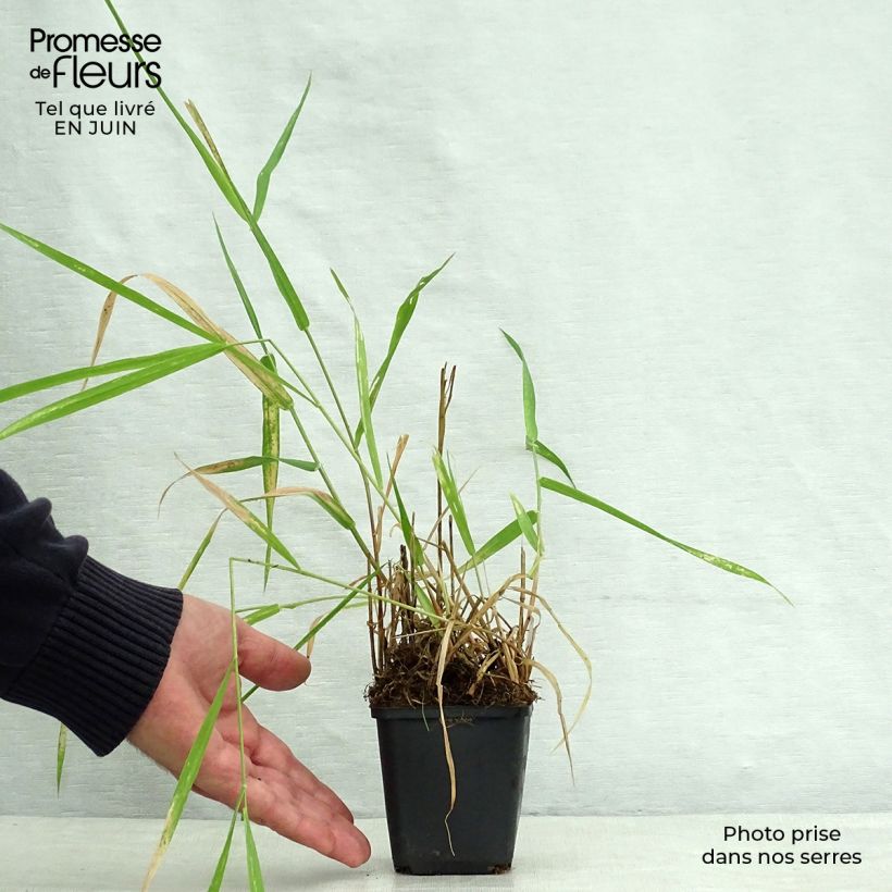 Ejemplar de Phalaris arundinaceae - Alpiste cinta Maceta de 8/9 cm entregado en verano