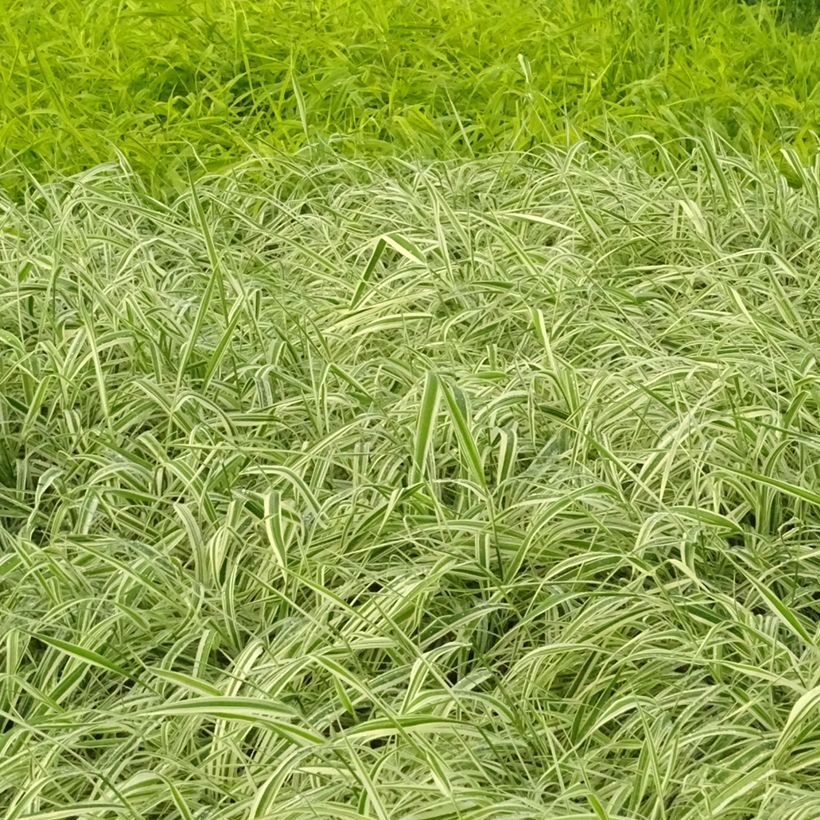 Phalaris arundinacea Picta - Alpiste cinta (Porte)