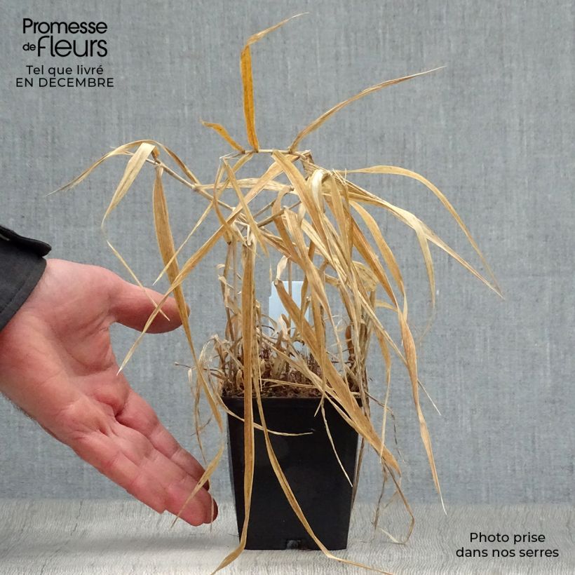 Phalaris arundinacea Picta - Alpiste cinta Maceta de 8/9 cm Ejemplar entregado en invierno