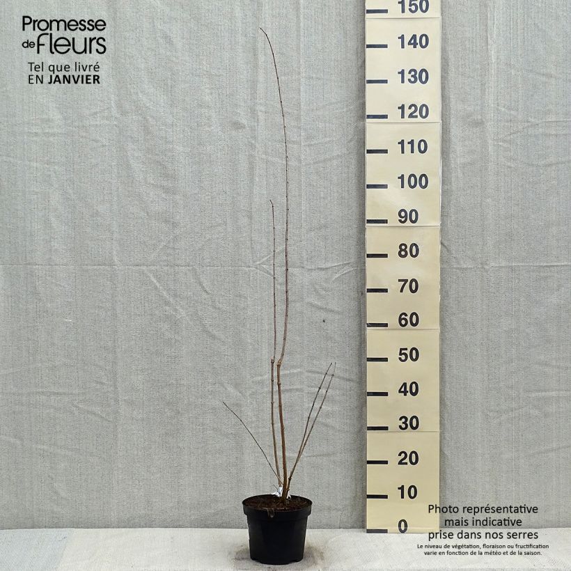 Philadelphus Bouquet Blanc - Celinda Maceta 2L/3L Ejemplar entregado en invierno