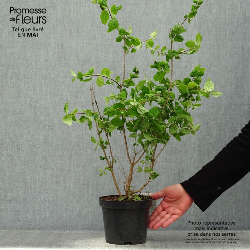 Philadelphus Bouquet Blanc - Celinda Maceta 2L/3L Ejemplar entregado en la primavera