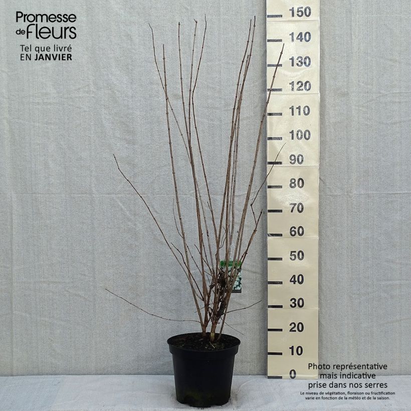 Philadelphus Bouquet Blanc - Celinda Maceta 7,5L/10L Ejemplar entregado en invierno