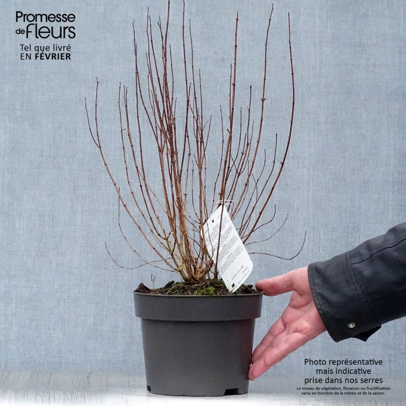 Philadelphus Dame Blanche - Celinda Maceta 3L/4L Ejemplar entregado en invierno