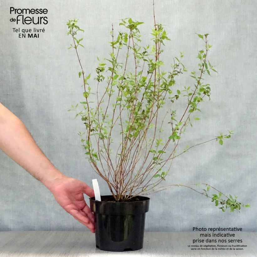 Philadelphus Dame Blanche - Celinda Maceta 3L/4L Ejemplar entregado en la primavera