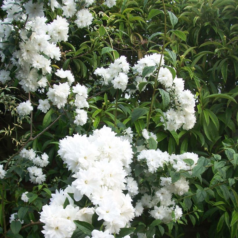 Philadelphus Frosty Morn - Celinda (Floración)