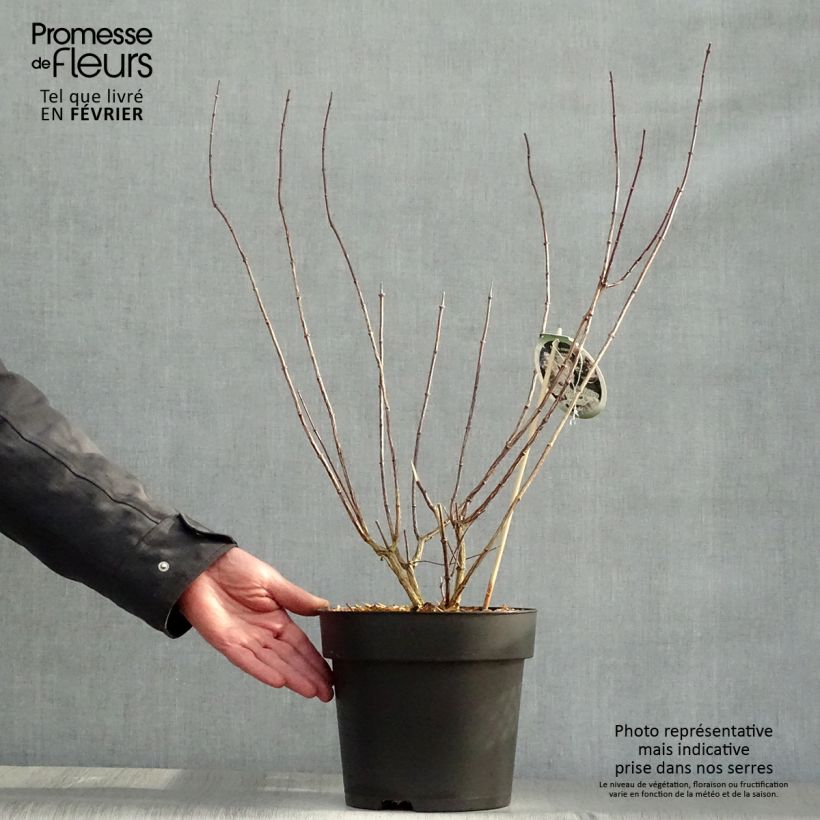 Philadelphus Little White Love - Celinda Maceta 2L/3L Ejemplar entregado en invierno