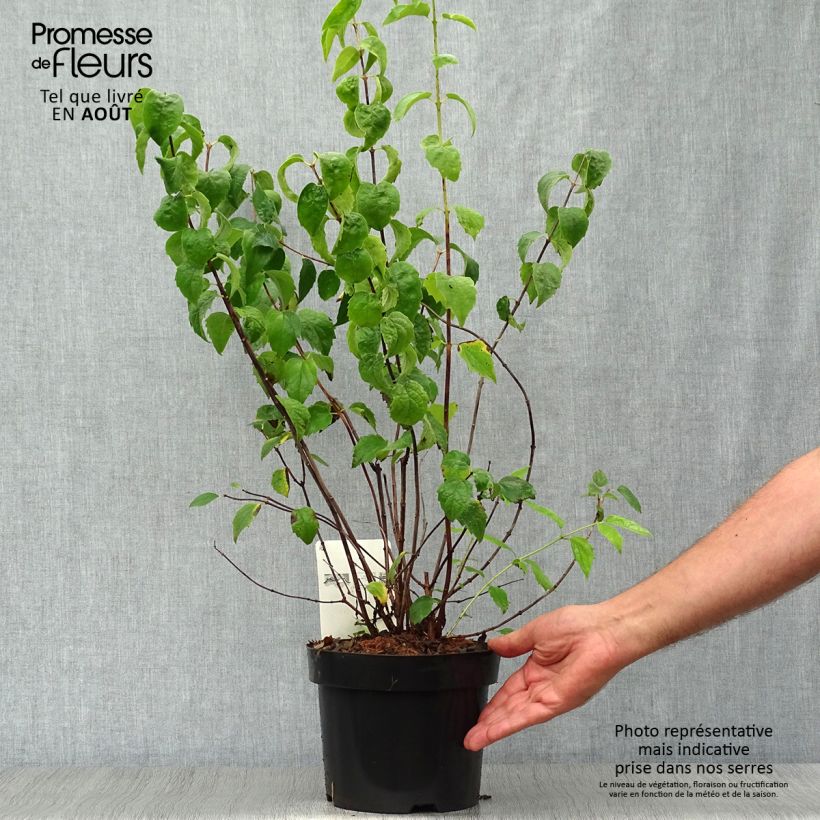Ejemplar de Philadelphus virginalis Minnesota Snowflake - Celinda Maceta 2L/3L entregado en verano