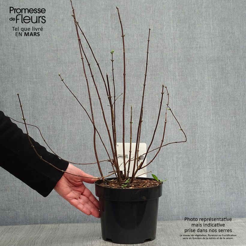 Philadelphus virginalis Minnesota Snowflake - Celinda Maceta 2L/3L Ejemplar entregado en invierno