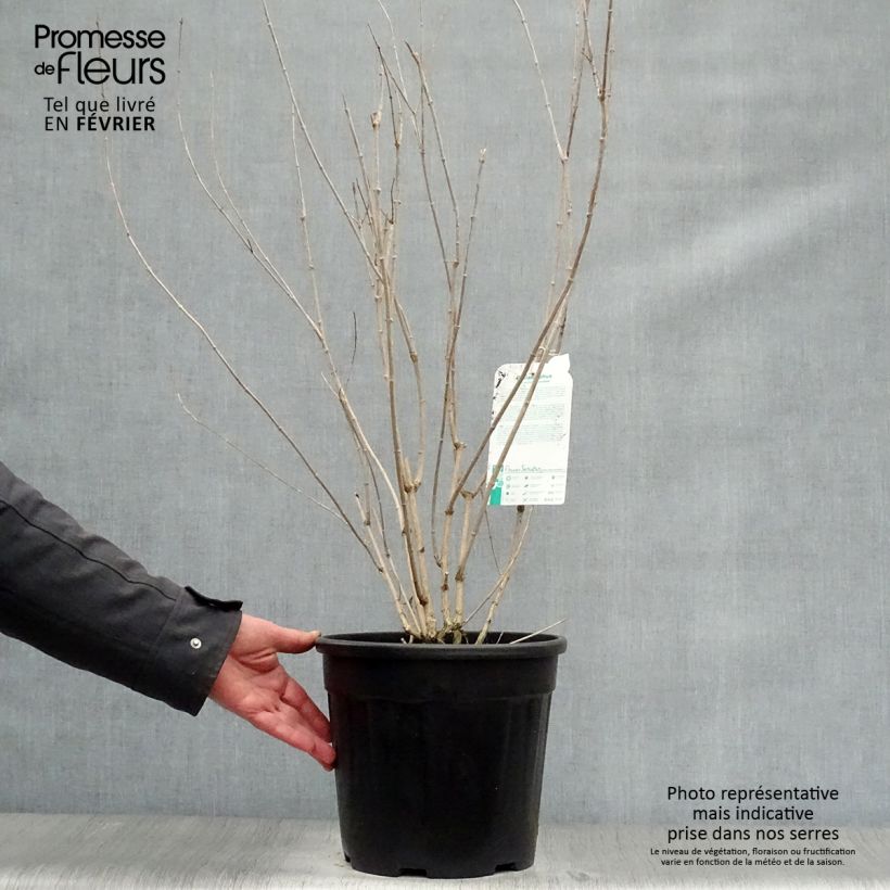 Philadelphus virginalis Minnesota Snowflake - Celinda Maceta 7,5L/10L Ejemplar entregado en invierno