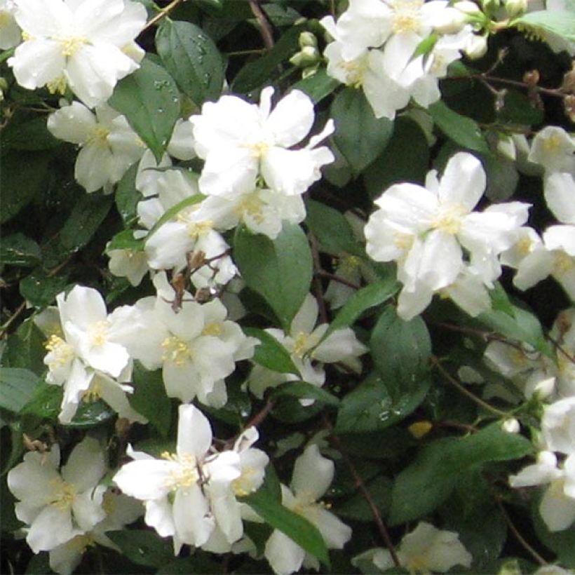 Philadelphus Virginal - Celinda (Floración)