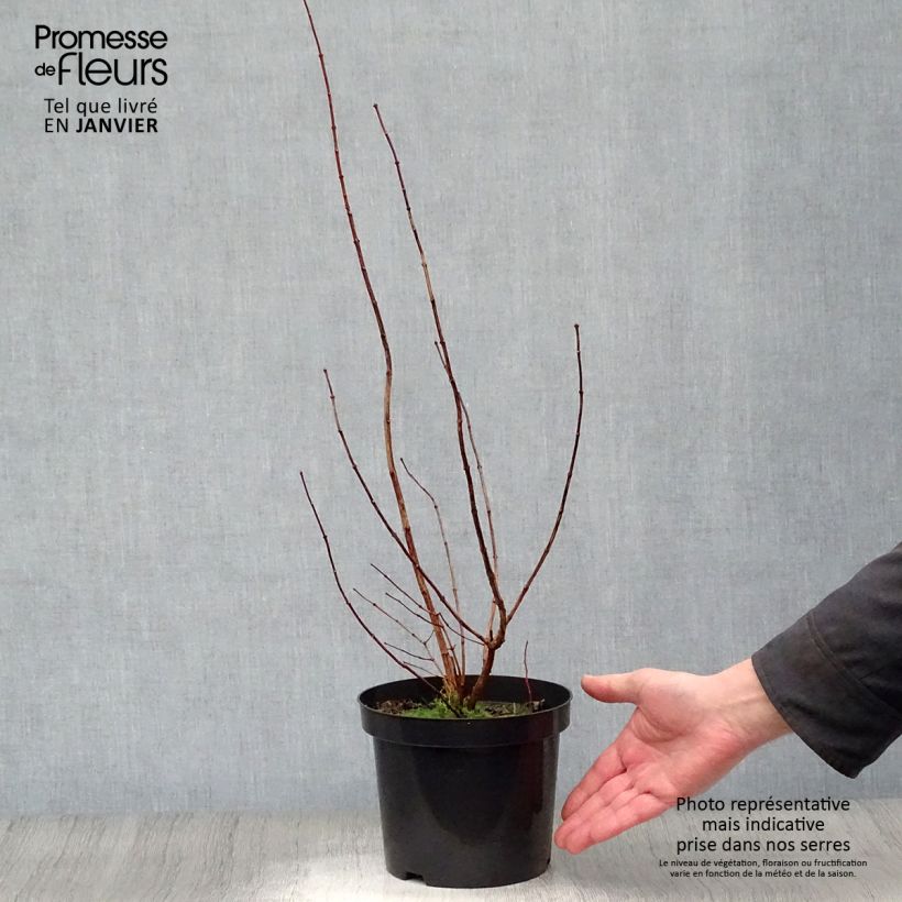 Philadelphus Virginal - Celinda Maceta 3L/4L Ejemplar entregado en invierno