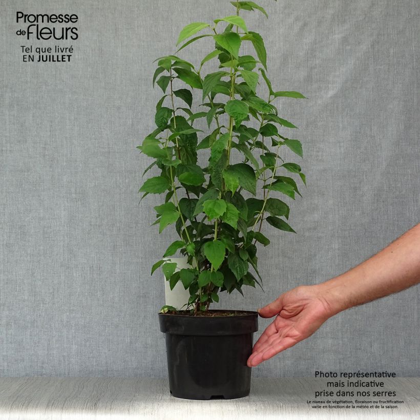 Ejemplar de Philadelphus Virginal - Celinda Maceta 3L/4L entregado en verano