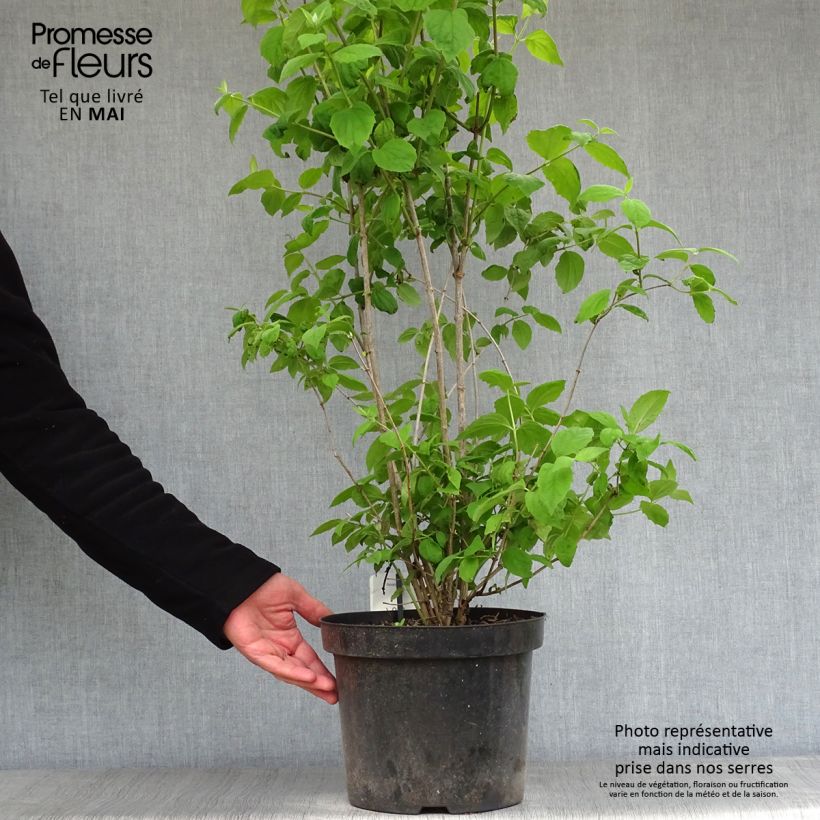 Philadelphus Virginal - Celinda Maceta 7,5L/10L Ejemplar entregado en la primavera