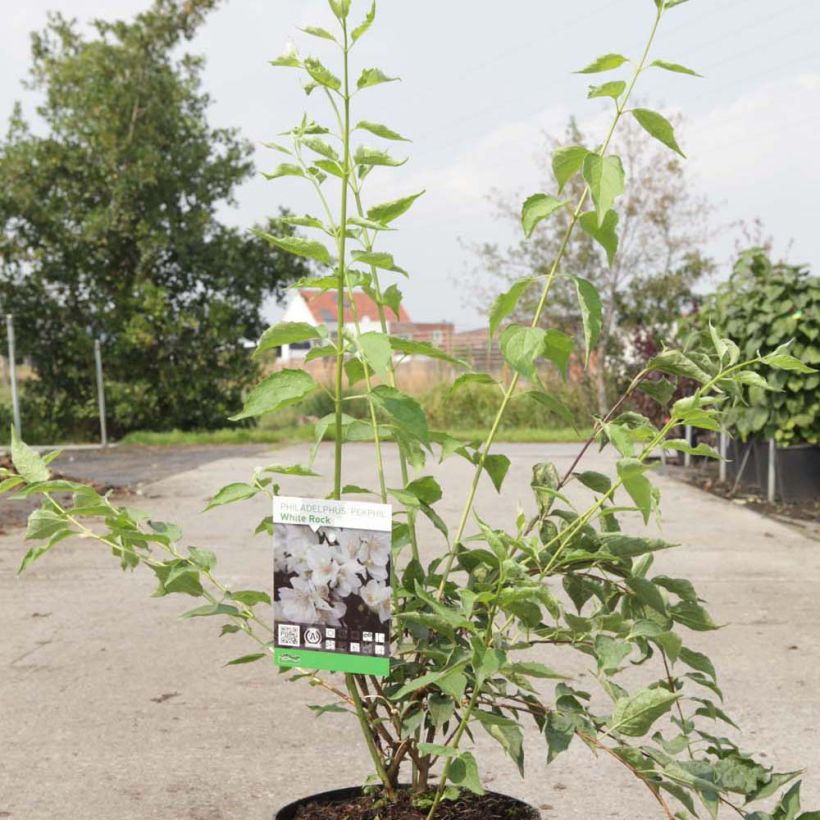 Ejemplo de ejemplar de Philadelphus White Rock Pekphil - Celinda Maceta 4L/5L tal y como se entrega