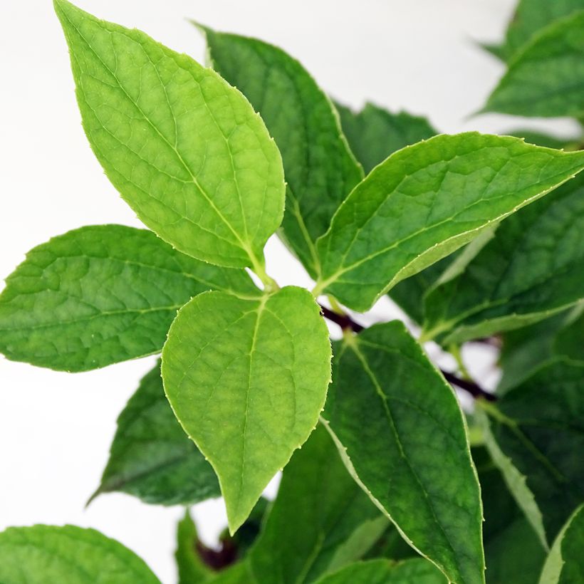 Philadelphus coronarius - Celinda (Follaje)