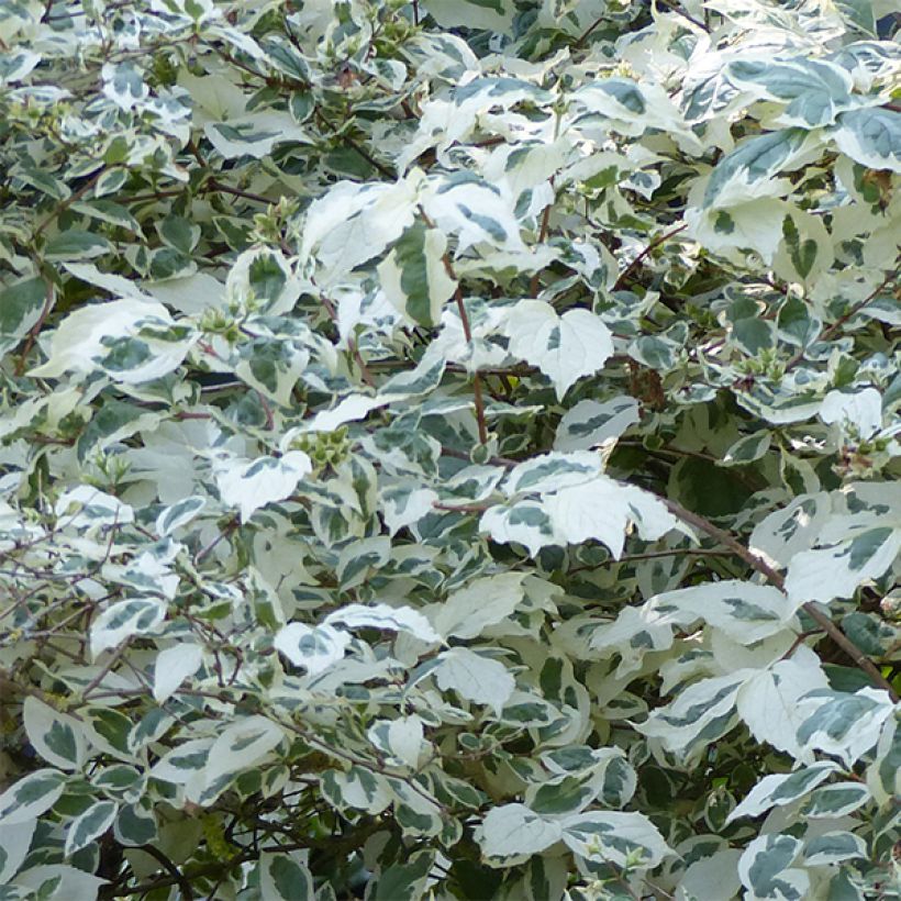 Philadelphus coronarius Variegatus - Celinda (Follaje)