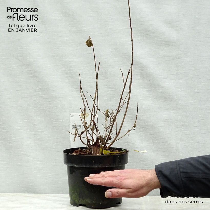 Philadelphus coronarius Variegatus - Celinda Maceta 3L/4L Ejemplar entregado en invierno