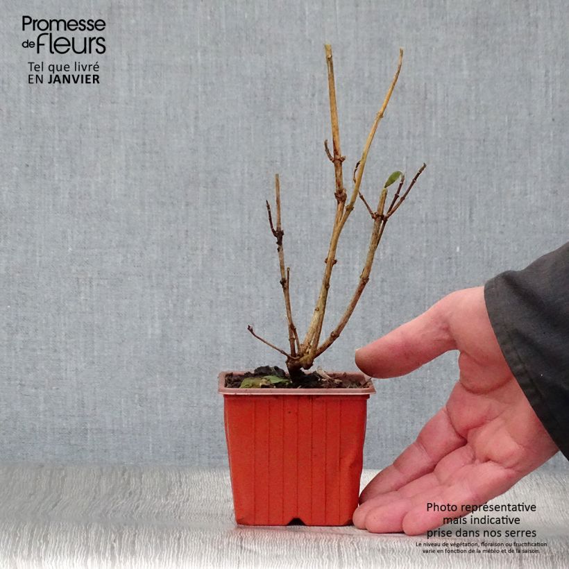 Philadelphus coronarius - Celinda Maceta de 8/9 cm Ejemplar entregado en invierno