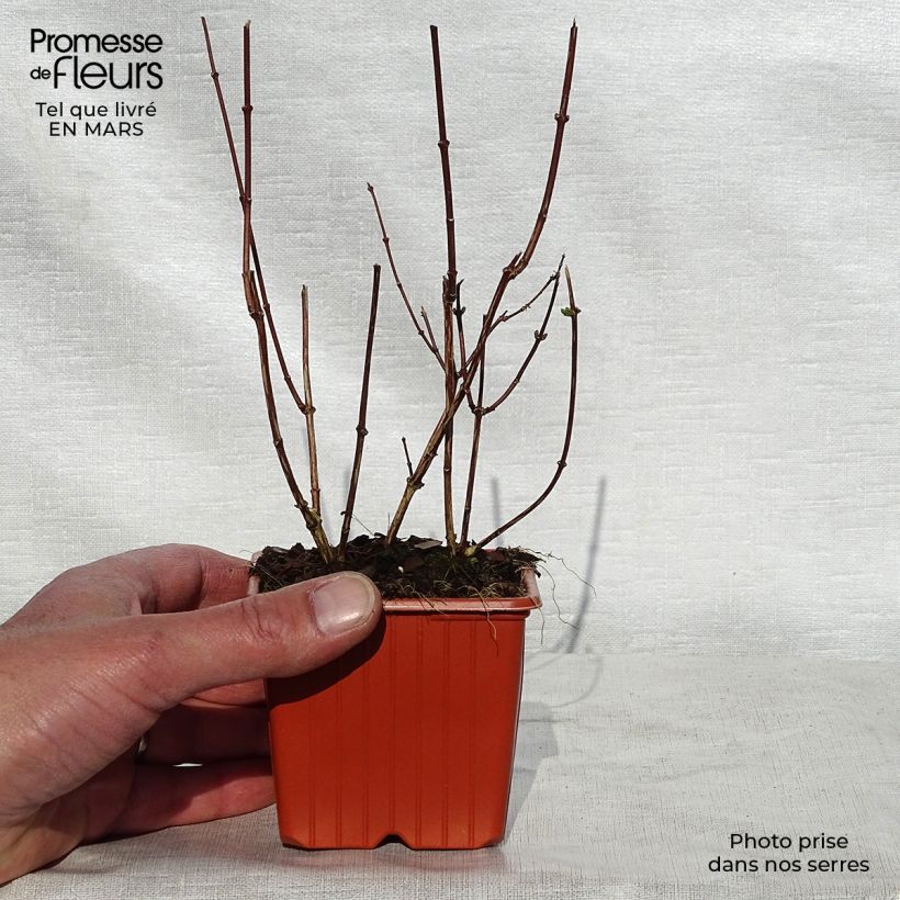 Philadelphus coronarius - Celinda Maceta de 8/9 cm Ejemplar entregado en la primavera