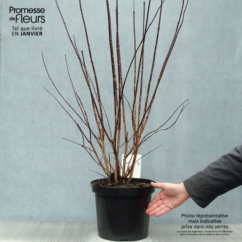 Philadelphus coronarius - Celinda Maceta 4L/5L Ejemplar entregado en invierno