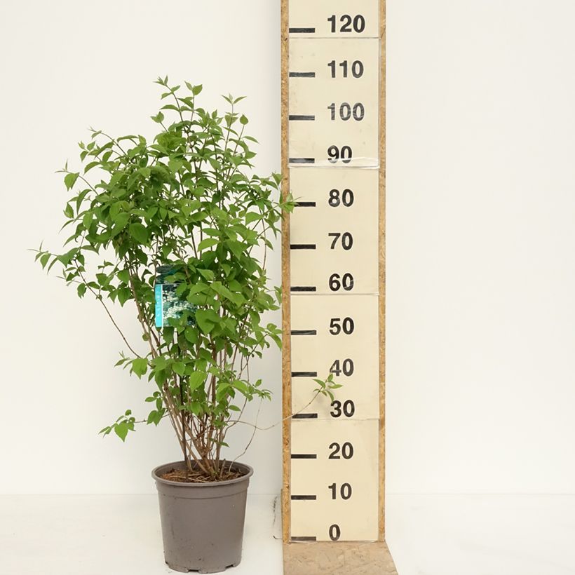 Philadelphus coronarius - Celinda Maceta 4L/5L Ejemplar entregado en la primavera