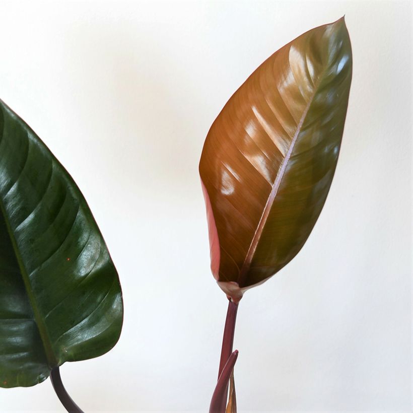 Philodendron Red Congo - Filodendro (Follaje)
