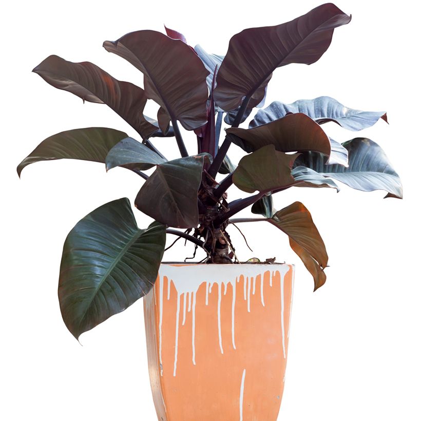 Philodendron Black Cardinal - Filodendro (Porte)