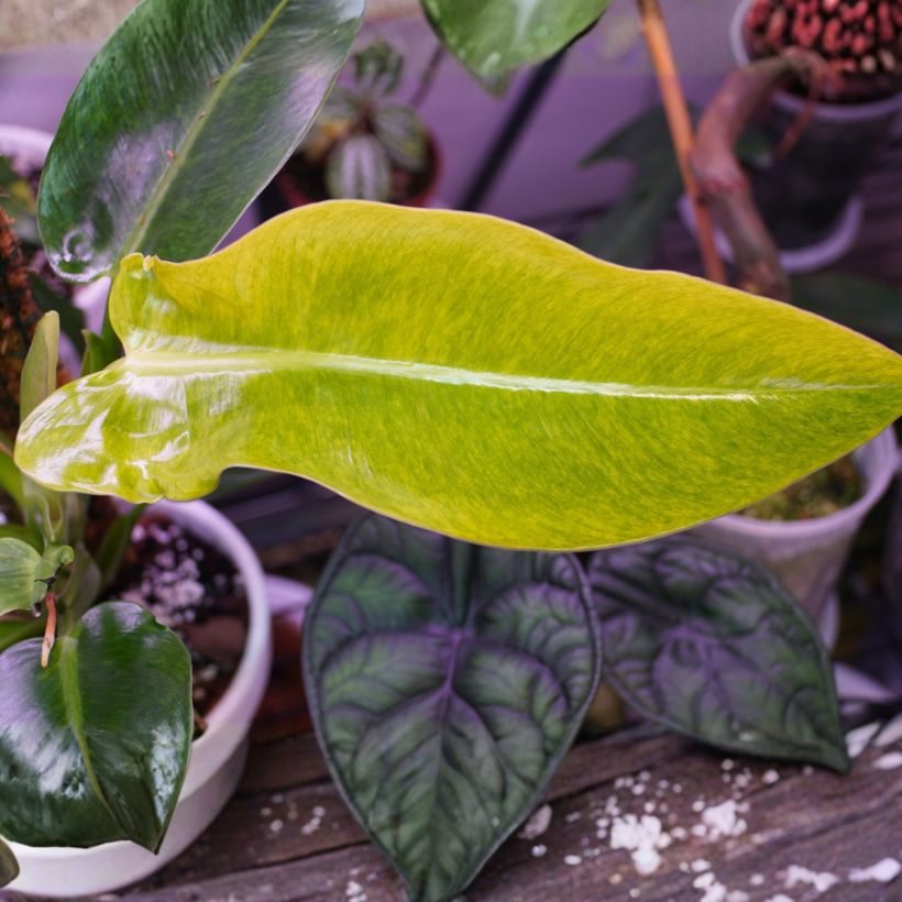Philodendron Calkins Gold - Filodendro (Follaje)