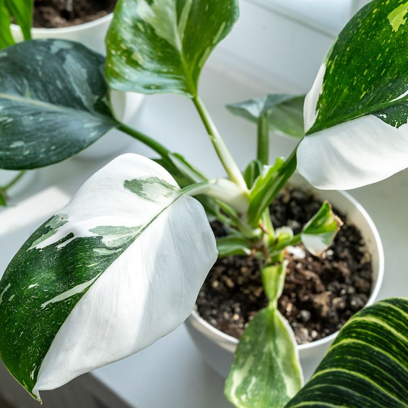 Philodendron White Princess - Filodendro (Follaje)
