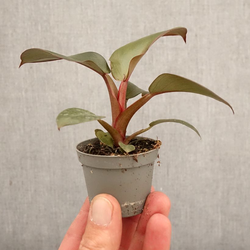 Philodendron Black Cardinal - Filodendro miniplanta Ejemplar entregado en la primavera