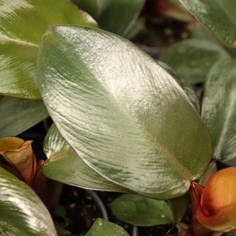 Philodendron Black Cardinal - Filodendro (Follaje)