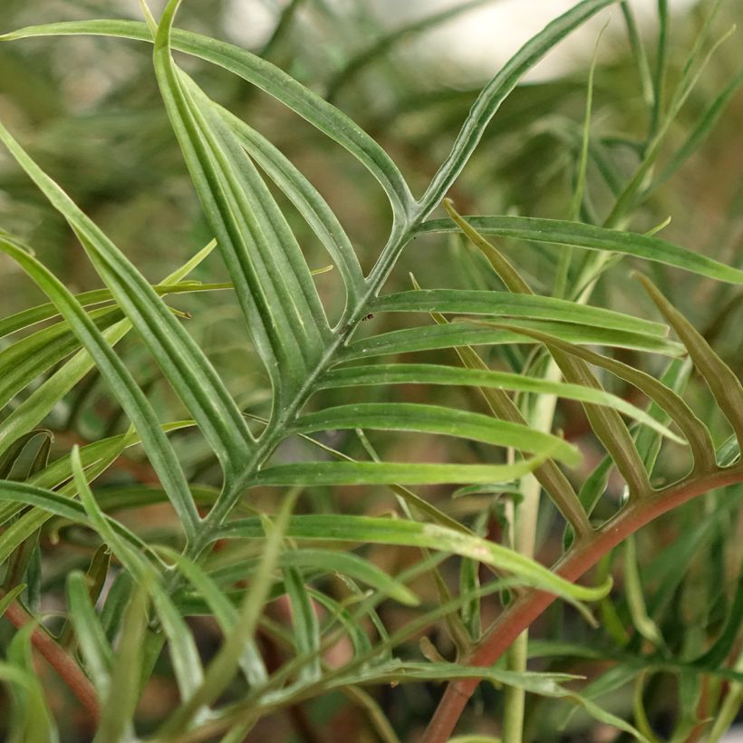 Philodendron tortum - Filodendro (Follaje)