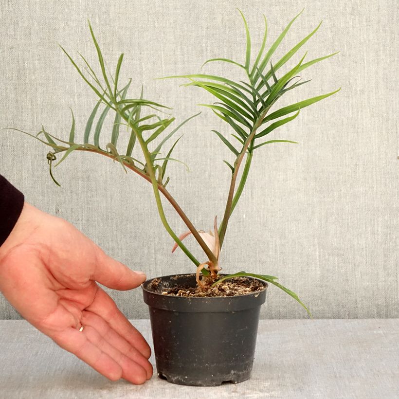 Philodendron tortum - Filodendro Maceta de 12 cm / 13 cm Ejemplar entregado en la primavera