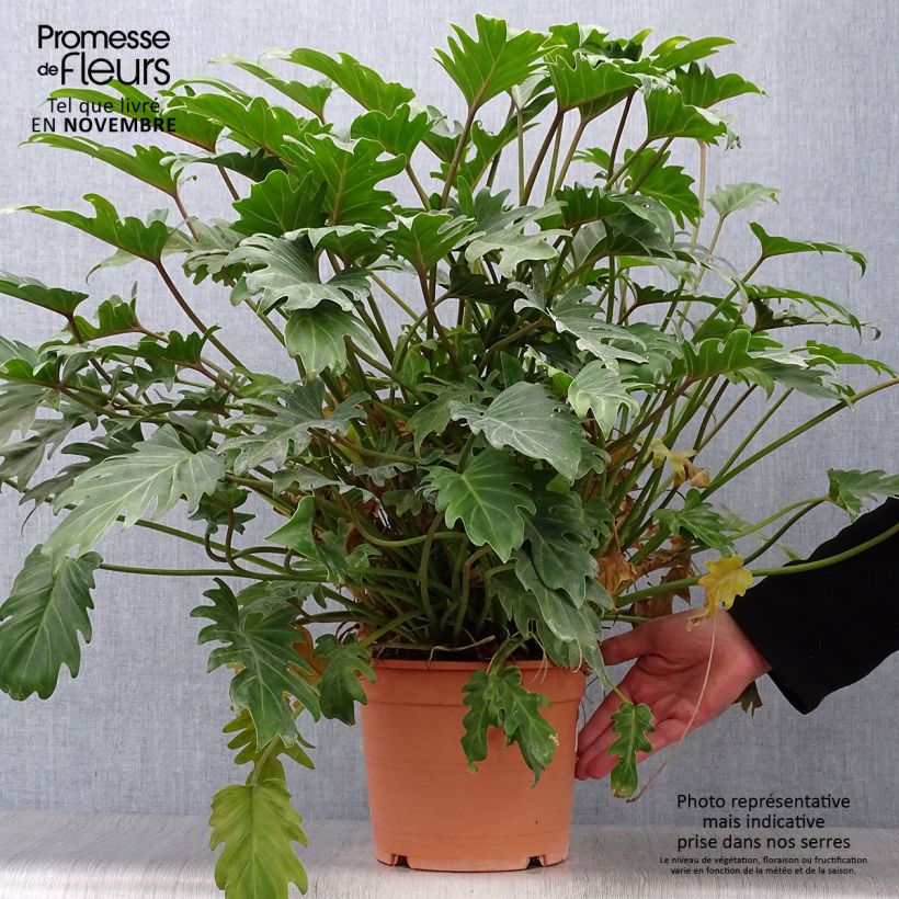 Ejemplar de Philodendron xanadu Maceta 3L/4L entregado en otoño