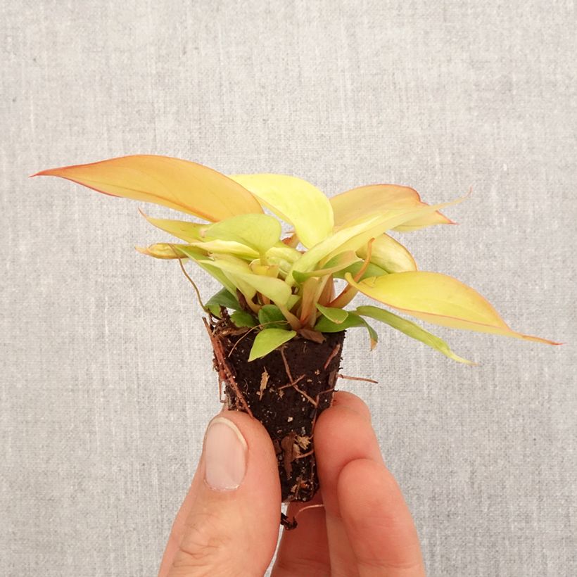 Philodendron Prince of Orange - Filodendro Mini-plante Ejemplar entregado en la primavera