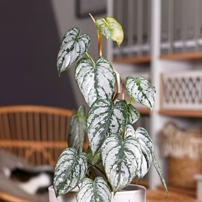 Philodendron brandtianum - Filodendro (Follaje)