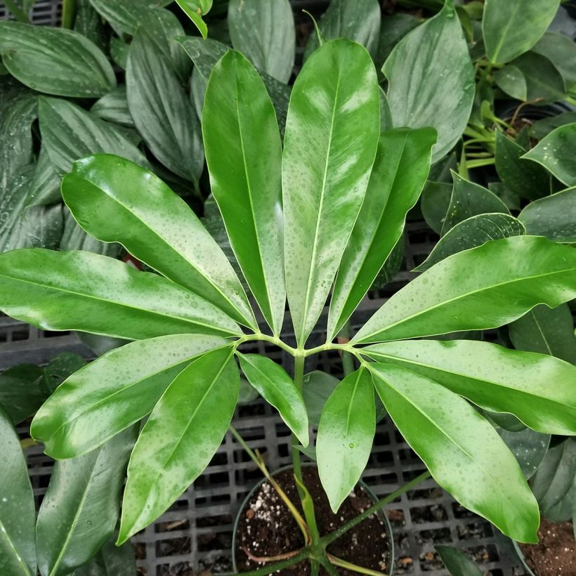 Philodendron goeldii - Filodendro (Follaje)