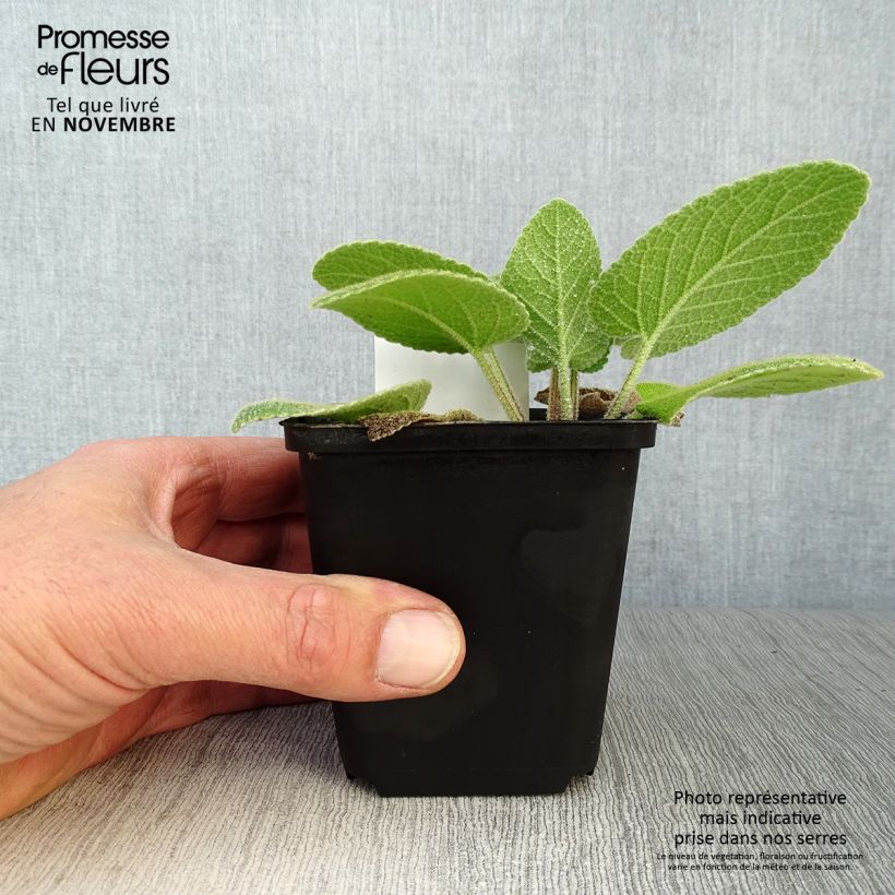 Ejemplar de Phlomis russeliana - Salvia turca Maceta de 8/9 cm entregado en otoño