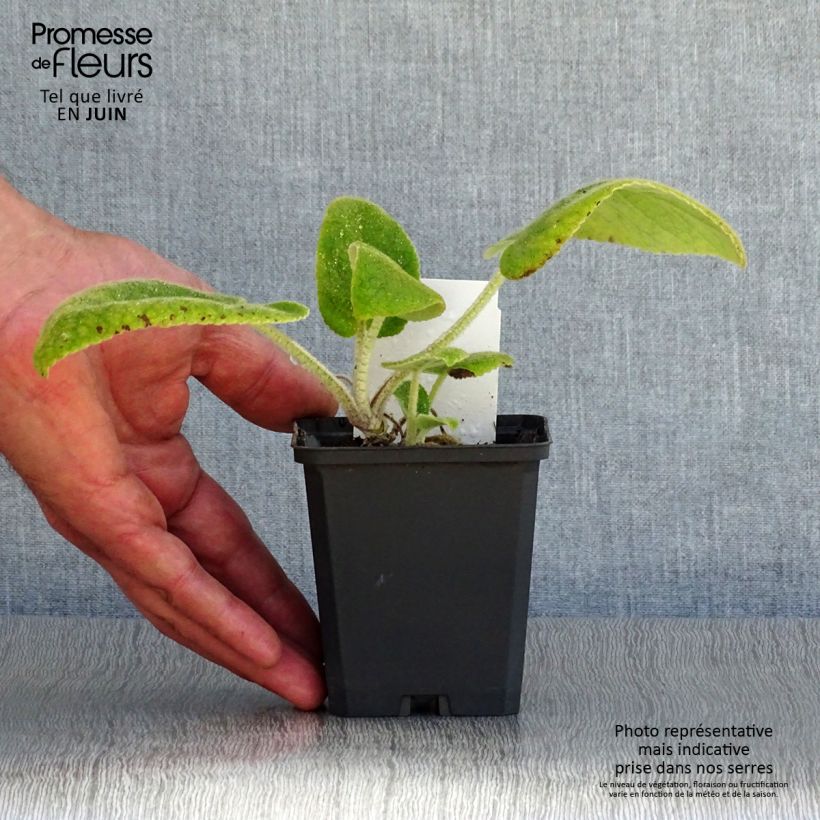 Ejemplar de Phlomis russeliana - Salvia turca Maceta de 8/9 cm entregado en verano