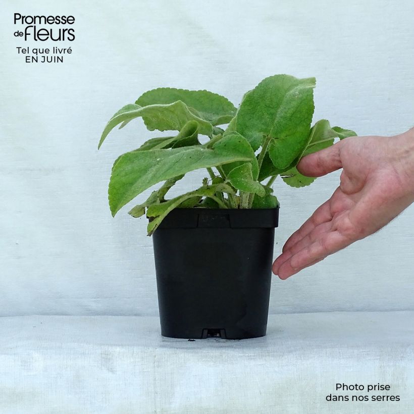 Ejemplar de Phlomis russeliana - Salvia turca Maceta 2L/3L entregado en verano