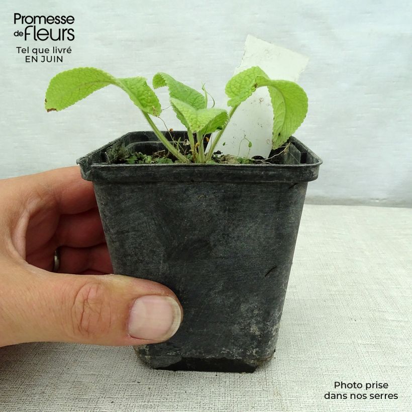 Ejemplar de Phlomis cashmeriana - Flomis Maceta de 8/9 cm entregado en verano