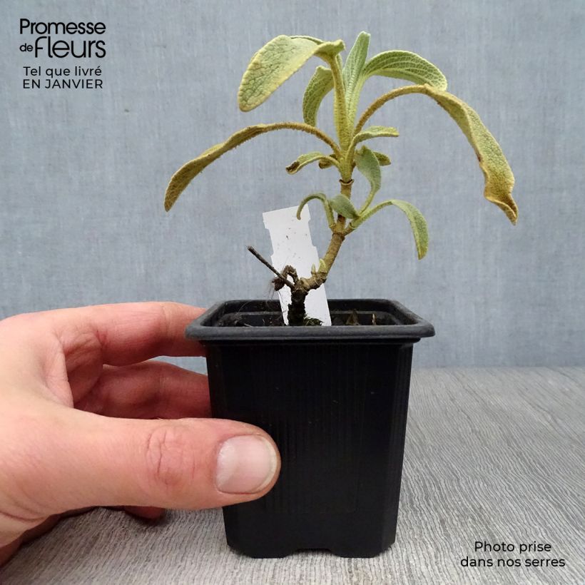 Phlomis fruticosa - Salvia de Jerusalem Maceta de 8/9 cm Ejemplar entregado en invierno