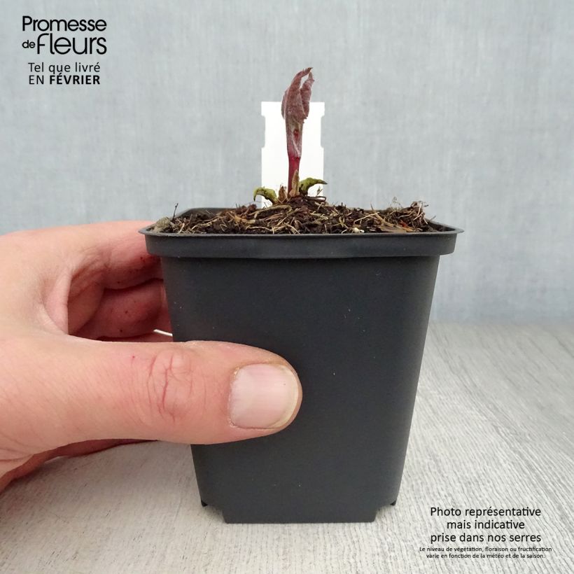 Phlomis tuberosa Amazone - Flomis Maceta de 8/9 cm Ejemplar entregado en invierno