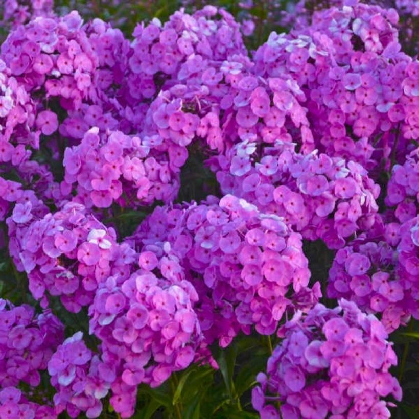 Phlox paniculata Fashionably Early Flamingo (Floración)
