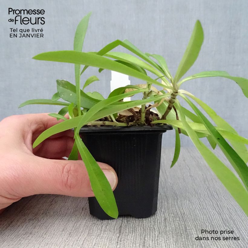 Phlox carolina Bill Baker Maceta de 8/9 cm Ejemplar entregado en invierno