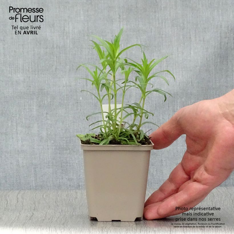 Phlox carolina Bill Baker Maceta de 8/9 cm Ejemplar entregado en la primavera