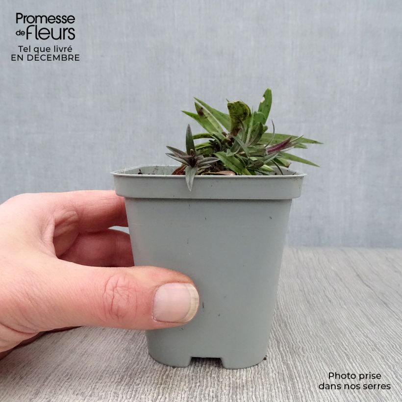 Phlox divaricata Chattahoochee Maceta de 8/9 cm Ejemplar entregado en invierno