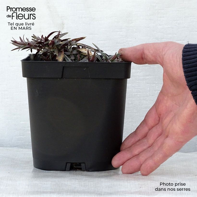 Phlox divaricata Chattahoochee Maceta 2L/3L Ejemplar entregado en la primavera